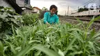 Wiwin (51) melakukan perawatan tanaman sayur di Kebun Kesehatan, Cipinang Lontar, Jakarta, Senin (8/3/2021). Sejak awal pandemi Covid-19, Wiwin dibantu beberapa warga dan petugas PPSU Kelurahan Cipinang menyulap lahan kumuh di bantaran rel kereta menjadi kebun sayuran. (merdeka.com/Iqbal S Nugroho)
