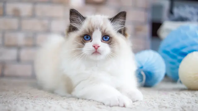 Jarang Rontok, Ini Alasan Bulu Kucing Ragdoll Bertebaran di Sekitar Rumah