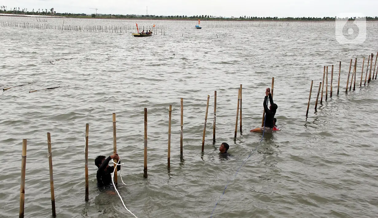Pembongkaran dilakukan secara manual atau satu persatu, yakni dengan menarik pagar bambu dengan menggunakan tali yang terikat di perahu. (Magang/Liputan6.com/Muhammad Rizal)