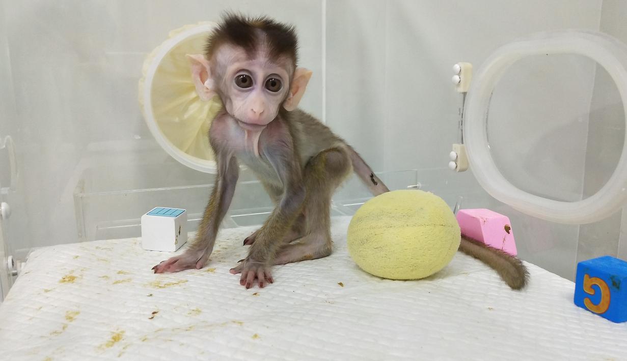 Foto yang dirilis 24 Januari 2019, monyet kloning yang lahir 3 Oktober 2018 di sebuah lembaga penelitian di Shanghai. Ilmuwan China menciptakan monyet kloning, yang gennya telah diedit untuk membawa penyakit. (HO/CHINESE ACADEMY OF SCIENCES INST/AFP)