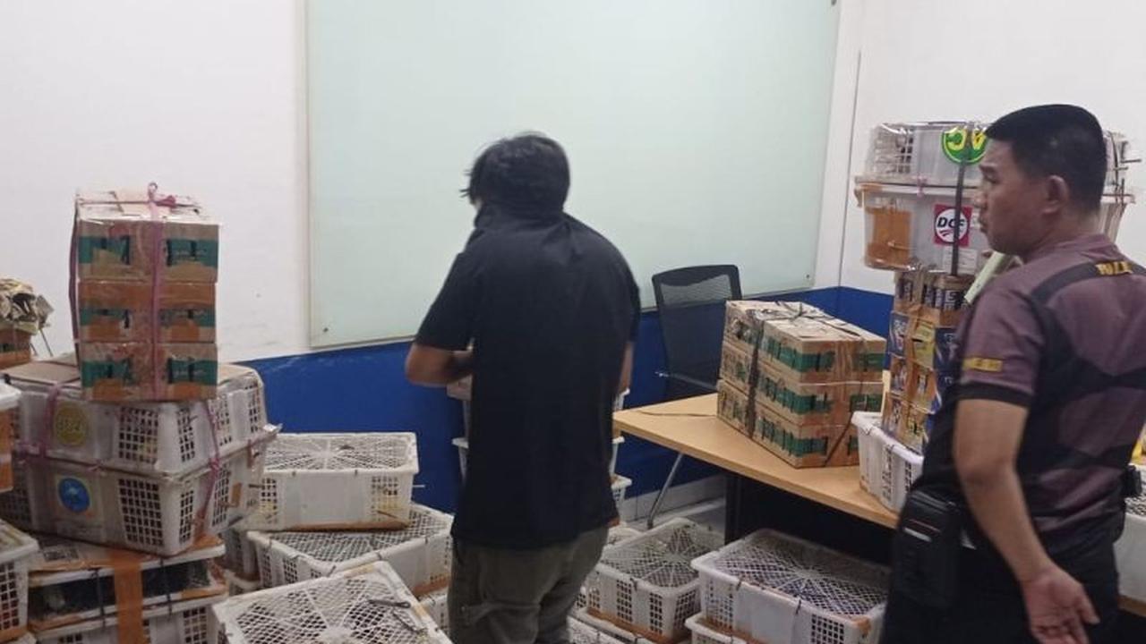 BKSDA Bengkulu-Lampung Gagalkan Penyelundupan 1.532 Burung, Ungkap Modus dan Dampak Ekologis