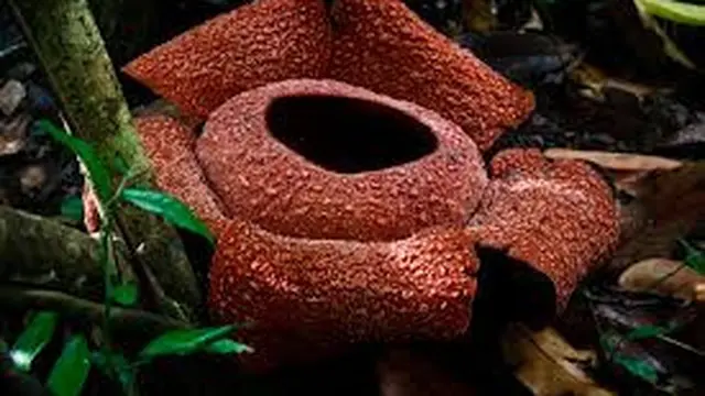 Rafflesia Zollingeriana