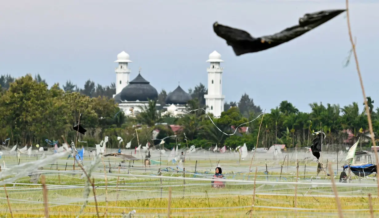 Jaring dipasang dengan memberi sedikit jarak di atas tanaman padi. (CHAIDEER MAHYUDDIN/AFP)