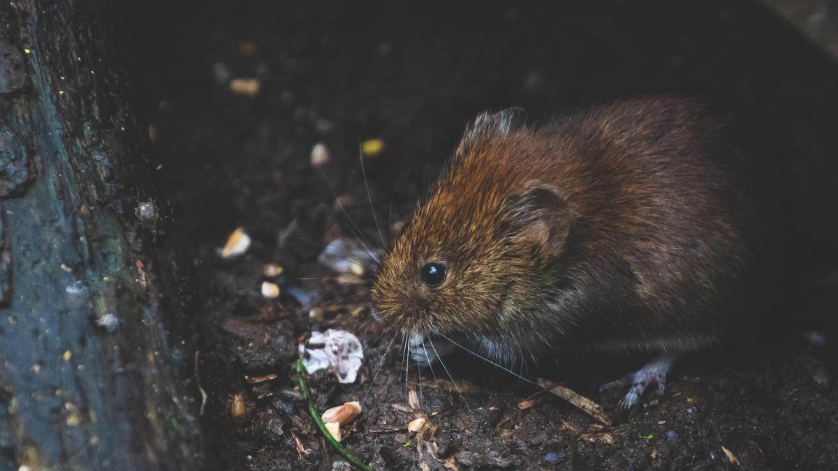 3 Cara Ampuh Mengusir Tikus dengan Bahan Dapur Alami