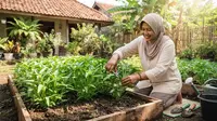 Cara Merawat Tanaman Kangkung agar Tumbuh Subur dan Cepat Panen