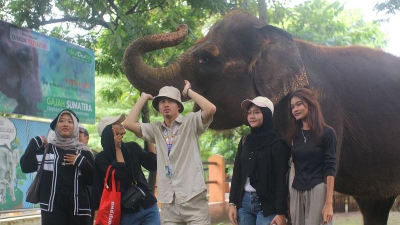 Komitmen Kesejahteraan Satwa: Semarang Zoo Resmi Hentikan Pertunjukan Tunggang Gajah