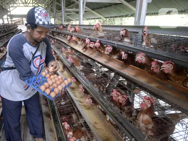 Peternak ayam petelur Madsai (41) mengambil telur yang siap dikirim ke pasar di Desa Pengasinan, Gunung Sindur, Kabupaten Bogor, Jawa Barat, Selasa (6/10/2020). Harga telur eceran sempat mencapai Rp 24 ribu per kilogram, sekarang turun Rp 18,500 per kilogram. (merdeka.com/Dwi Narwoko)