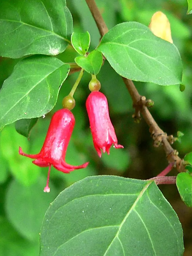 Fuchsia michoacanensis