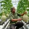 6 Cara Merawat Melon Hidroponik agar Buah Besar dan Manis hingga Panen