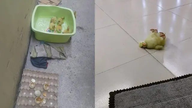 2 lusin telur bebek yang menetas