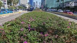 Bunga bougenville amenities menghiasi kawasan Bundaran HI, Jakarta, Rabu (21/8/2019). Pemprov DKI Jakarta melakukan penanaman bougenville amenities di sepanjang Jalan Jenderal Sudirman-Jalan MH Thamrin guna mengendalikan kualitas udara. (Liputan6.com/Herman Zakharia)