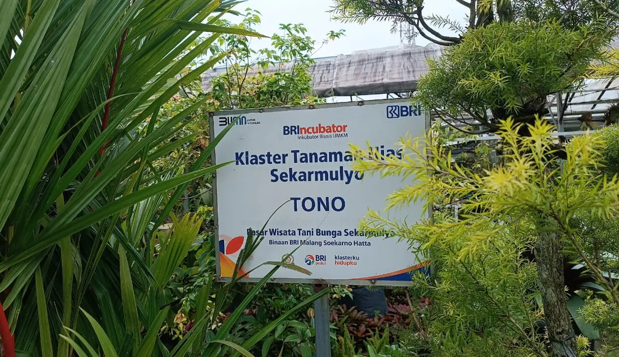 Pasar Wisata Tani Sekar Mulyo Kota Batu, Malang, Jawa Timur adalah salah satu klaster usaha binaan BRI lewat program Klasterku Hidupku BRI. Aneka fasilitas kemudahan dirasakan para anggota Klaster Tanaman Hias Sekar Mulyo, baik untuk urusan simpanan dan pinjaman, maupun transaksi dengan para pelanggan. (Dok. BRI)