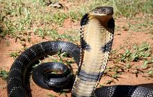Tak Hanya King Cobra, Ini 7 Jenis Ular Paling Berbahaya yang Harus Dihindari