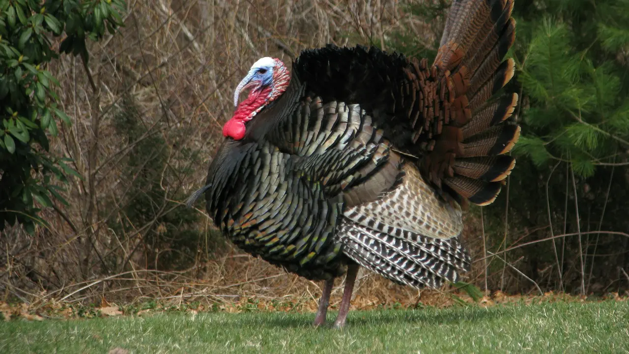 Turkey