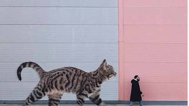 Penampakan Lucu Kucing Diedit Jadi Raksasa Ini Bikin Gagal Takut