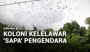 Koloni Kelelawar 'Sapa' Pengendara