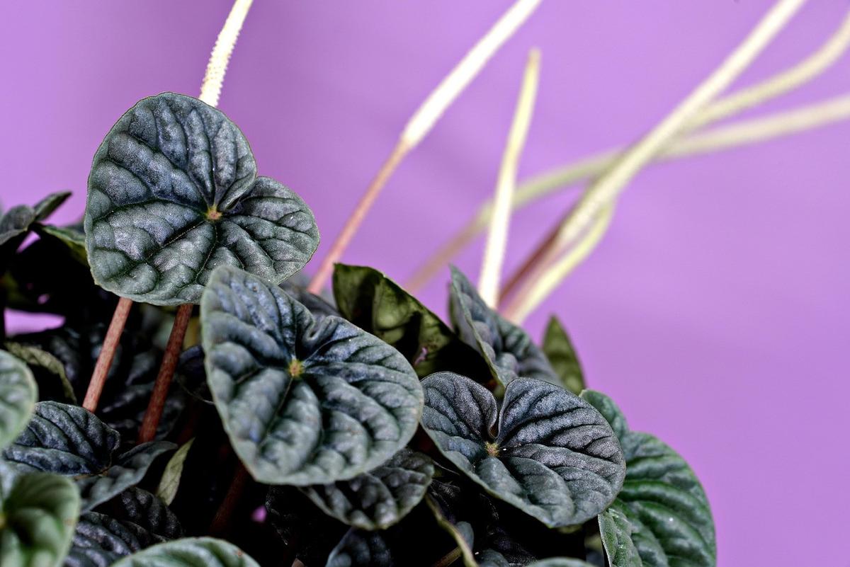 Tanaman Hias Peperomia