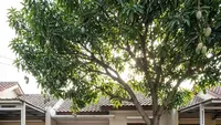 12 Pohon Buah dengan Manfaat Luar Biasa yang Wajib Ditanam di Rumah, Memberikan Banyak Khasiat