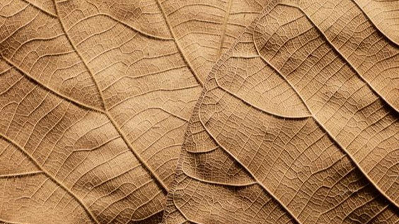 Cari Daun di Hutan