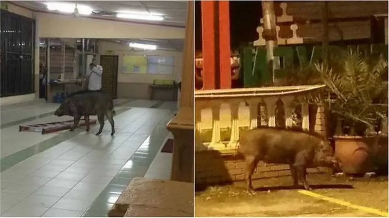 Babi hutan masuk masjid di Malaysia. (Facebook/Dalbinder Singh Gill)