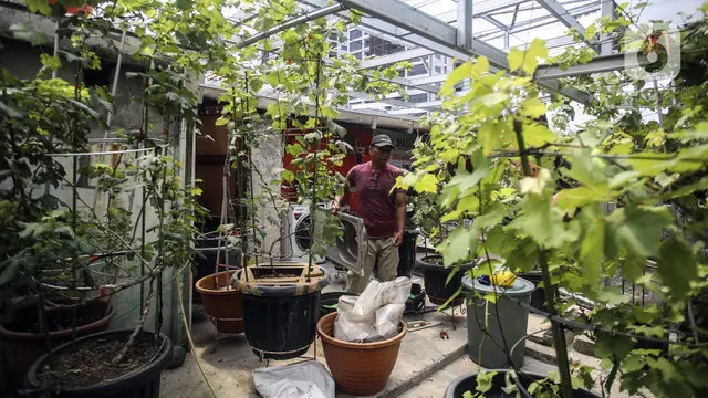  Pengembangan Varietas Baru Anggur