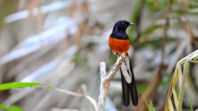 Tips Merawat Burung Murai Batu Agar Sering Berkicau 