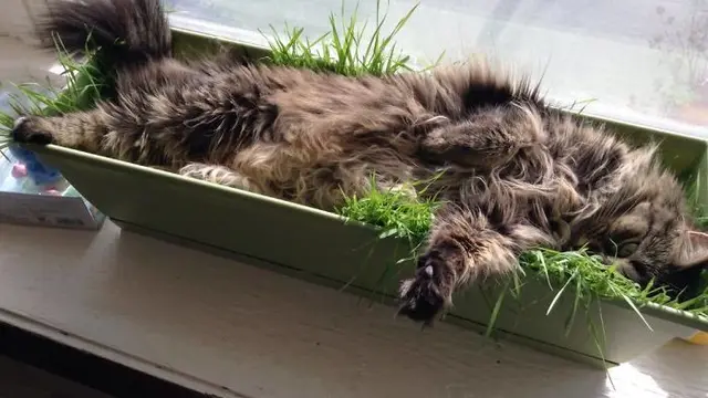 kucing tidur di tempat tak semestinya