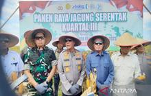 Fakta Unik! Polda Kalsel Panen Jagung 700 Ton di Lahan Basah, Dukung Swasembada Pangan Nasional