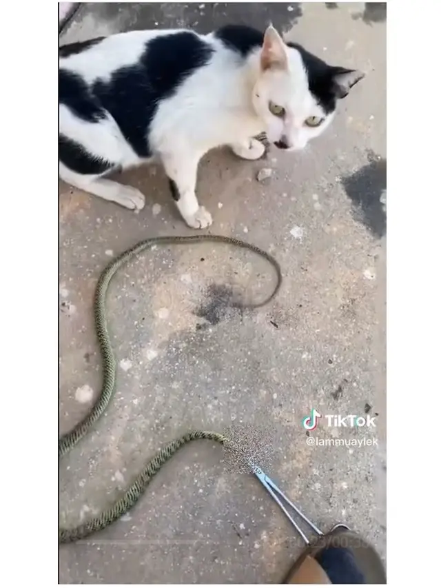 Momen Detik-Detik Kucing Selamat dari Ular yang Melilit Lehernya, Bikin Panik
