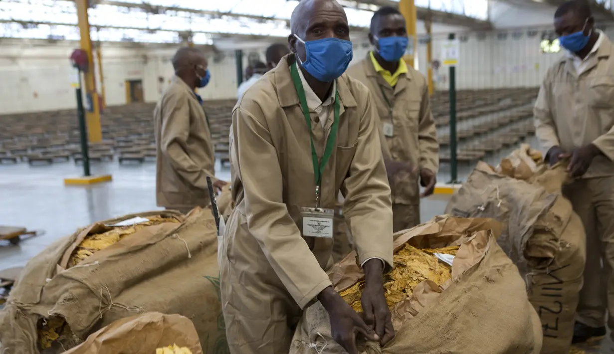 Pekerja lelang mengenakan masker agar terhindar dari virus corona COVID-19 pada hari pertama musim perdagangan tembakau di Harare, Zimbabwe, Rabu (29/4/2020). Musim perdagangan tembakau kali ini dimulai dari lantai lelang yang mematuhi aturan ketat akibat COVID-19. (AP Photo/Tsvangirayi Mukwazhi)