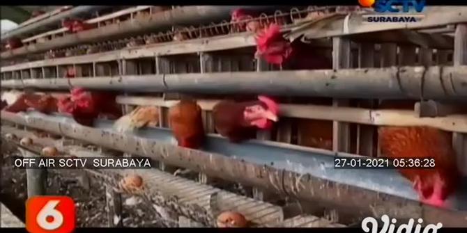 VIDEO: Pria di Magetan Ini Membuang Ratusan Telur, Mengapa ?