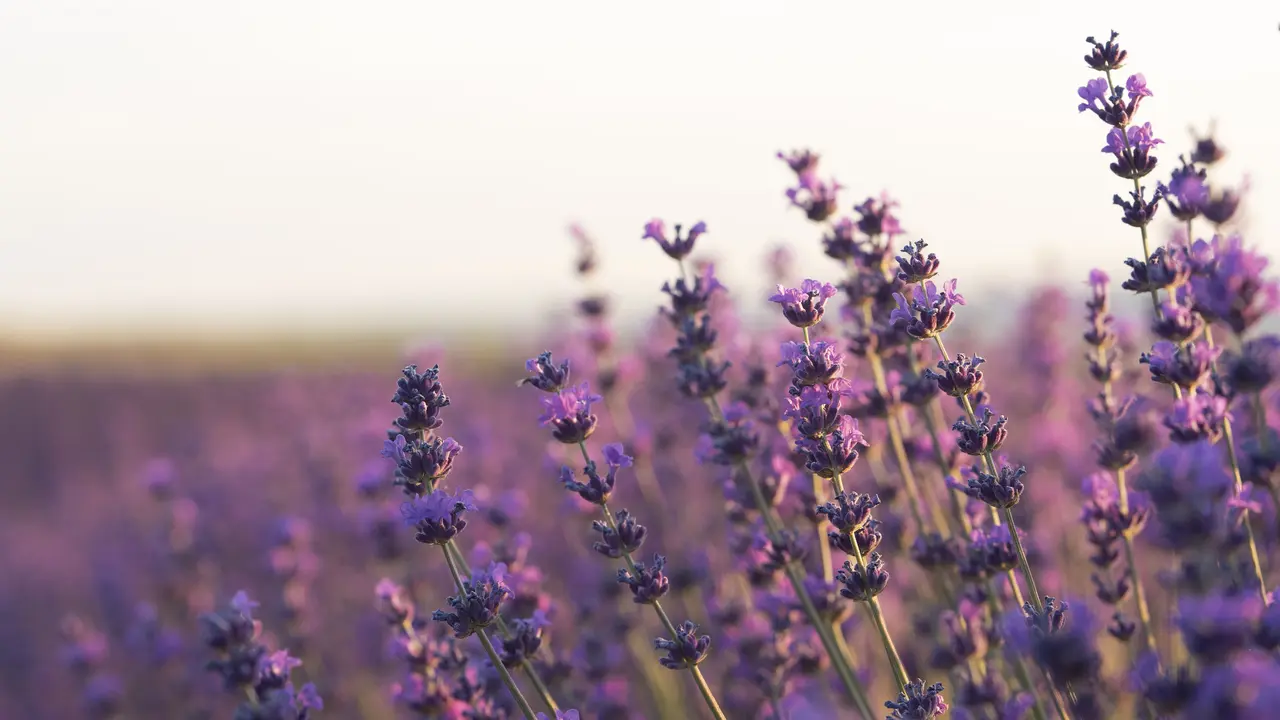 Wewangian Penenang: Lavender, Chamomile, dan Sandalwood [Dok/freepik.com]