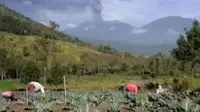 Abu Gunung Raung Bikin Lahan Sayur Petani Bondowoso Rusak Parah