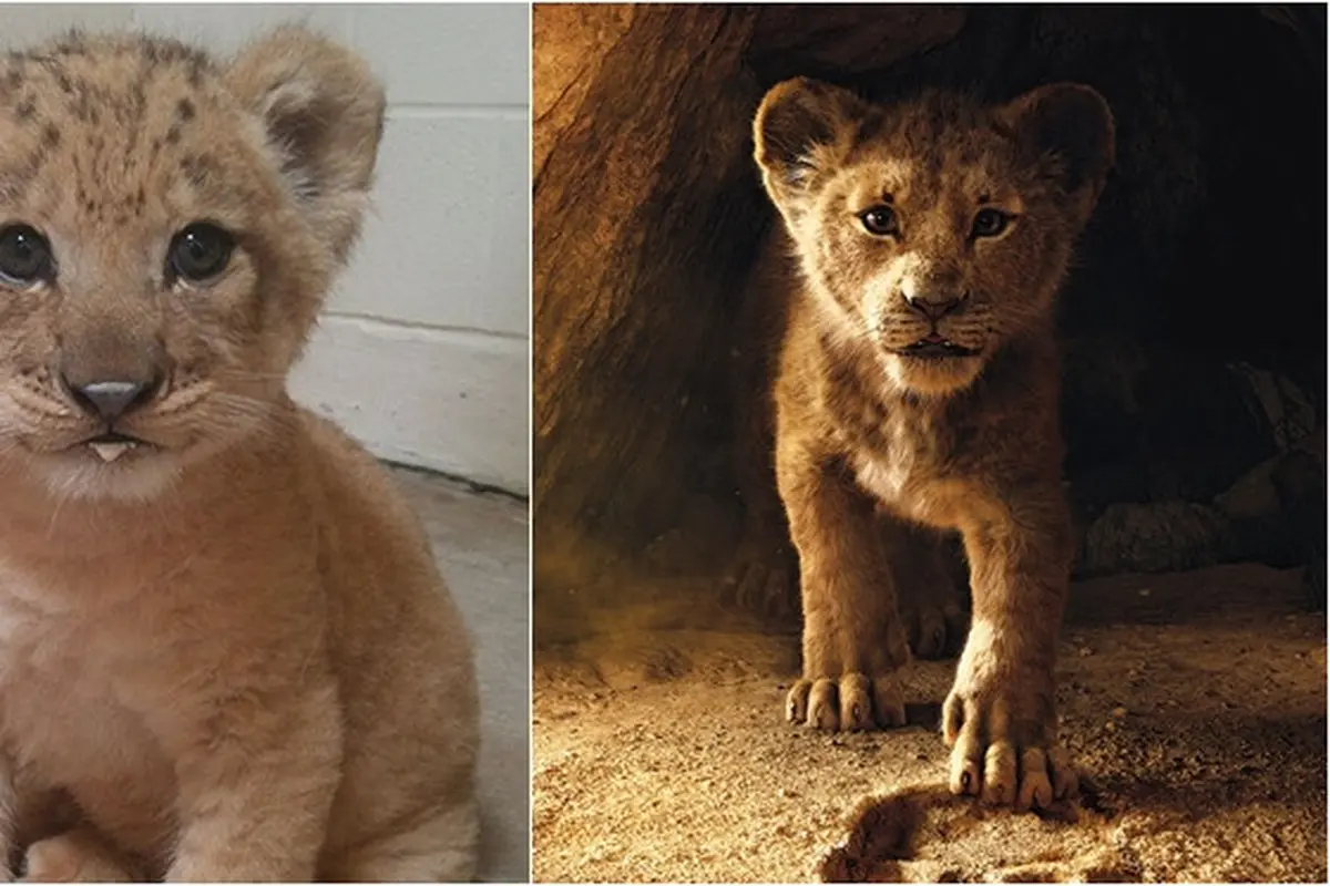 7 Potret Bahati, Bayi Singa yang Jadi Role Model Simba di The Lion King Live Action