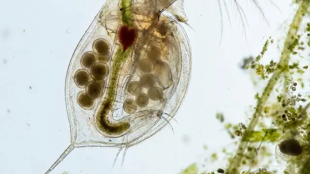 Kutu Air Daphnia sp