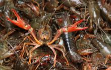 Ekonomi Makin Sulit, Warga AS Ogah Beli Udang karena Mahal
