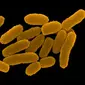 Bakteri Y. Pestis penyebab pandemi Black Death dan Great Plague (Dennis Kunkel Microscospy, Inc., Visual Unlimited, Corbis)