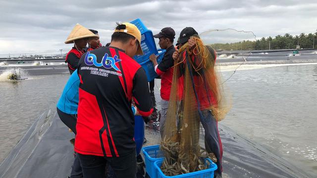 Ilustrasi panen udang vaname di tambak. (Tira/Liputan6.com)