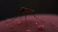 Gus Baha Jarang Digigit Nyamuk, Bagaimana Sains Menjelaskan Soal Ini?