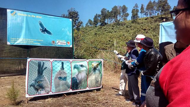 Unduh 7000 Koleksi Gambar Elang Pegang Bola Paling Bagus 