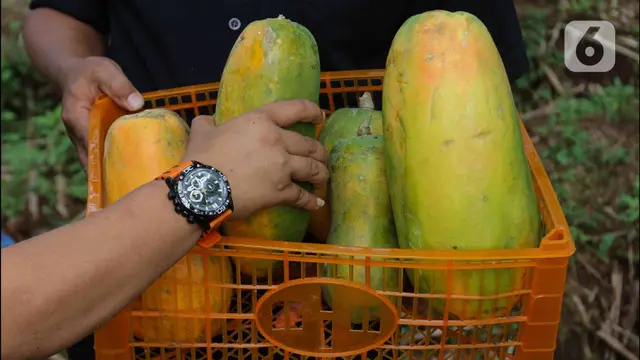 Manfaatkan Lahan Tidur untuk Budidaya Pepaya California