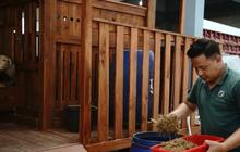 DKPP Kota Madiun Uji Coba Inovasi Pakan Fermentasi Ternak dari Sisa Jagung untuk Domba