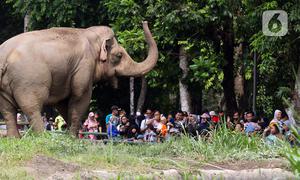 Pengunjung melihat gajah saat berwisata di Taman Margasatwa Ragunan, Jakarta, Senin (25/12/2023). Taman Margasatwa Ragunan menjadi tempat wisata alternatif bagi masyarakat Jakarta-Bogor-Depok-Tangerang-Bekasi (Jabodetabek) saat libur Hari Raya Natal 2023 dan Tahun Baru 2024. (Liputan6.com/Herman Zakharia)