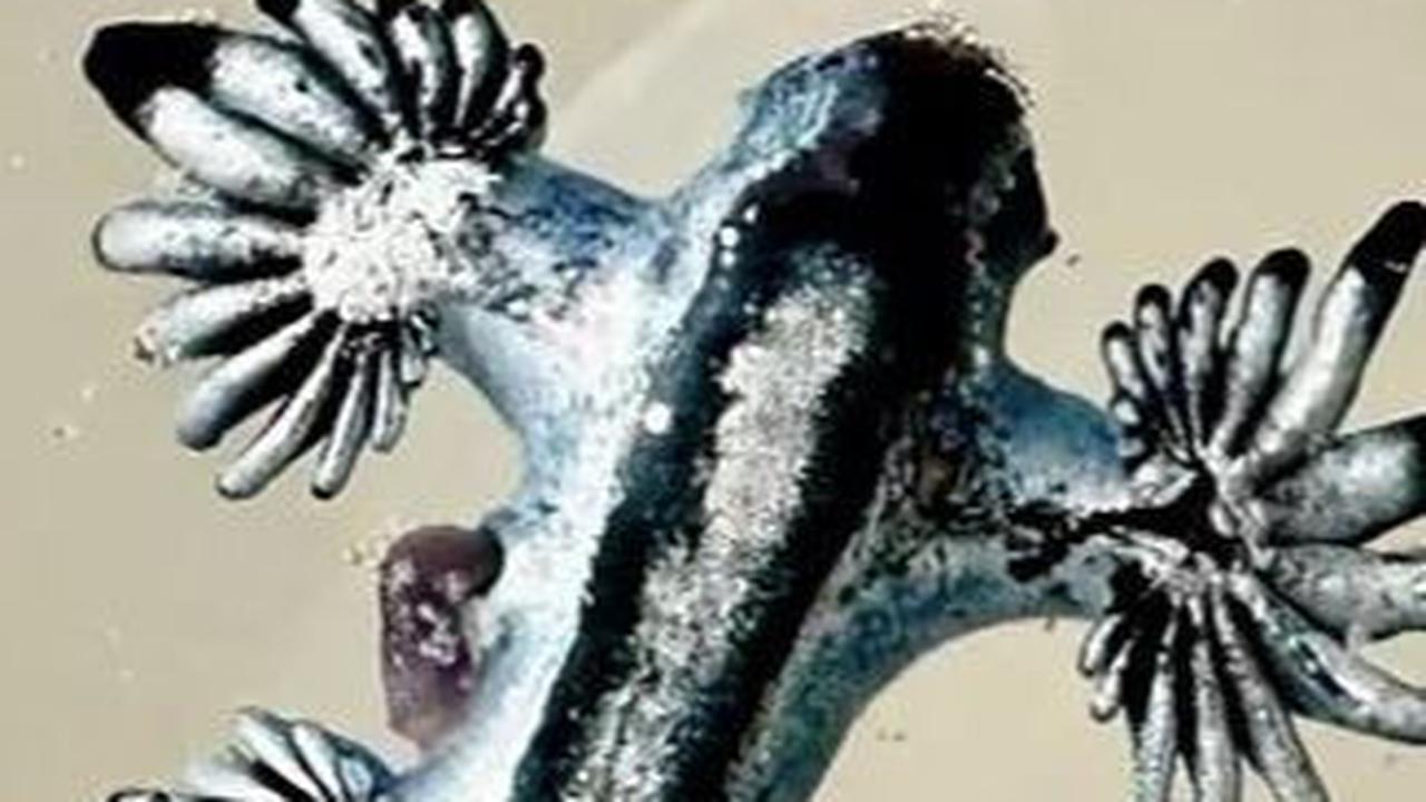 Hewan Mematikan 'Naga Biru' Tiba-Tiba Muncul di Pantai Amerika, Ahli Peringatkan Bahayanya
