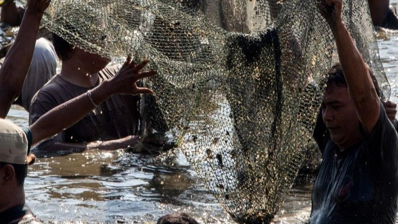 Ikan-ikan ini menjadi rebutan warga. Mereka berlomba-lomba untuk menangkapnya. Foto: DEVI RAHMAN / AFP<br>