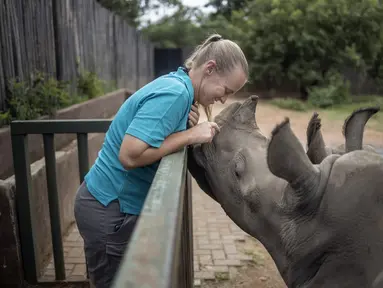 Direktur Yolande Van Der Merwe (38) bermain dengan anak badak di Panti Asuhan Badak di lokasi yang dirahasiakan dekat Mokopane, Provinsi Limpopo, Afrika Selatan, 9 Januari 2021. Panti ini adalah pusat non-komersial khusus pertama yang merawat bayi badak yatim piatu dan terluka. (Michele Spatari/AFP)