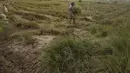 Seorang petani mengumpulkan jerami padi setelah dipotong oleh mesin perontok saat musim panen padi di desa Samroang Tiev, di luar Phnom Penh, Kamboja, Rabu (27/10/2021). Warga Kamboja mulai memanen padi di akhir musim hujan. (AP Photo/Heng Sinith)