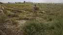 Seorang petani mengumpulkan jerami padi setelah dipotong oleh mesin perontok saat musim panen padi di desa Samroang Tiev, di luar Phnom Penh, Kamboja, Rabu (27/10/2021). Warga Kamboja mulai memanen padi di akhir musim hujan. (AP Photo/Heng Sinith)