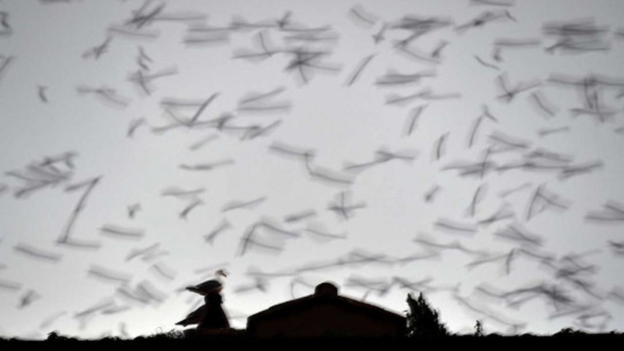 Fenomena jutaan burung jalak bermigrasi lintasi langit Eropa