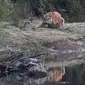 Harimau Benggala Kerajaan terlihat di Taman Nasional Bardiya, Nepal, Rabu (31/3/2021).  Sebelumnya ditetapkan sebagai Suaka Margasatwa Royal Karnali pada tahun 1976, taman Nasional Baridiya juga merupakan salah satu taman nasional terbesar di sabuk Selatan Nepal. (AP Photo/Niranjan Shrestha)